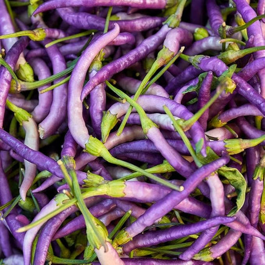 Buena Mulata Pepper Seeds