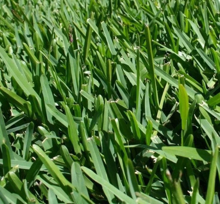 Buffalo Grass seeds for planting and mature green Buffalo Grass lawn