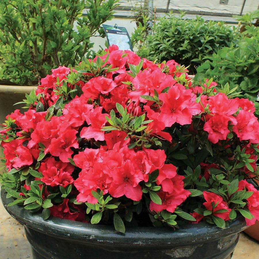 Red Azalea flower seeds