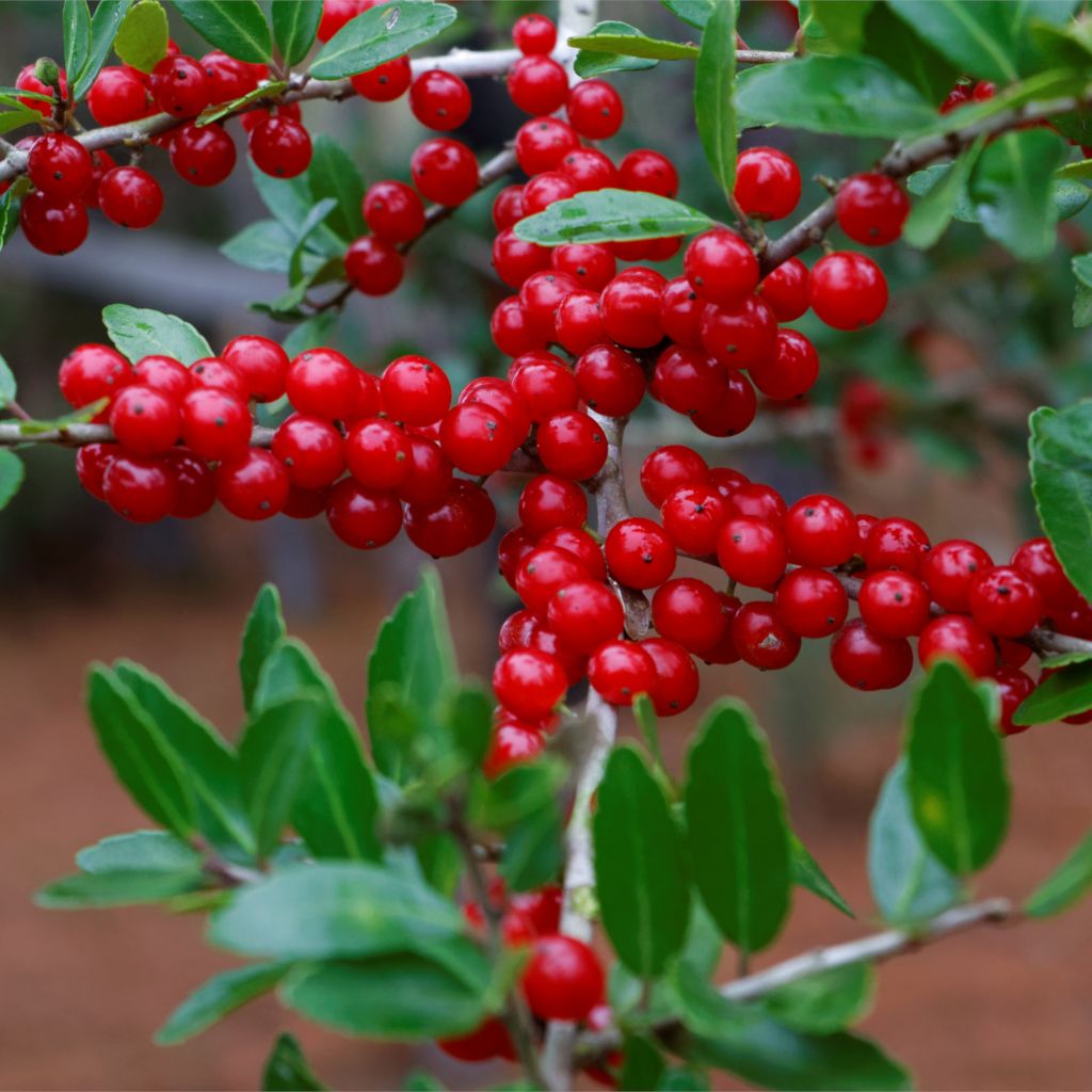 silver buffaloberry seeds