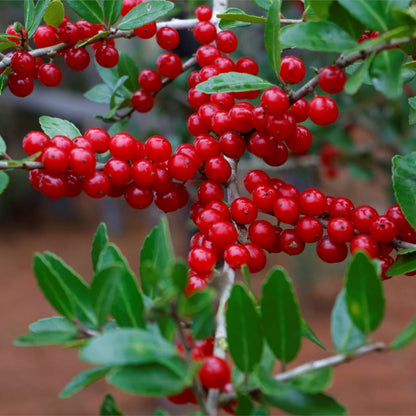 silver buffaloberry seeds