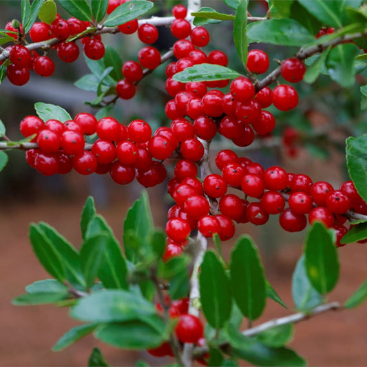 silver buffaloberry seeds