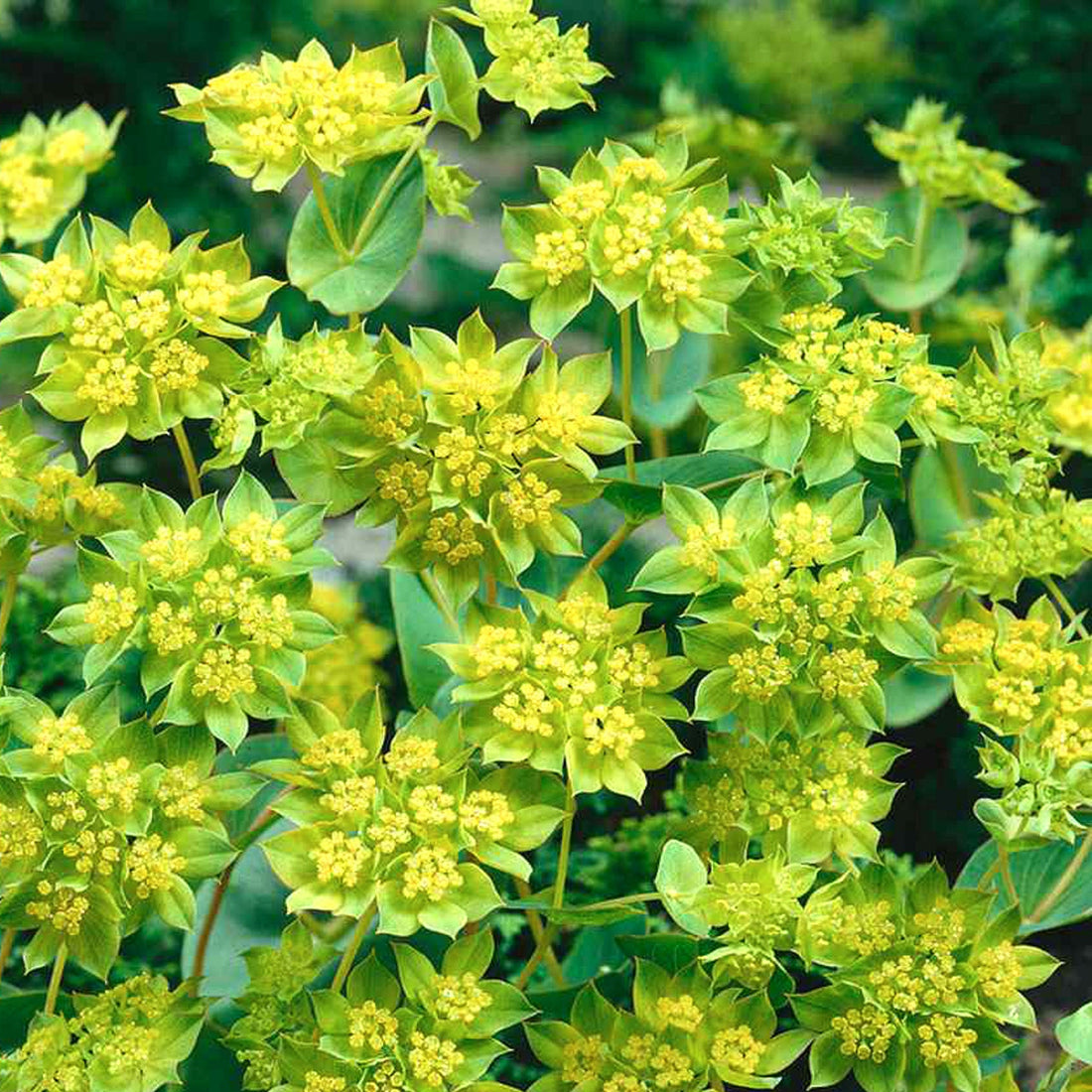 Green Gold Bupleurum Flower Seeds for Planting – Heirloom Non-GMO Garden Seeds