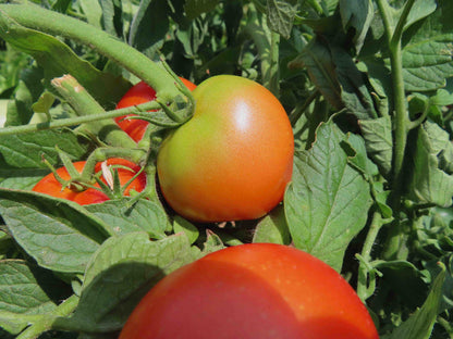 Burbank Tomato Seeds for Planting – Heirloom Non-GMO Garden Seeds