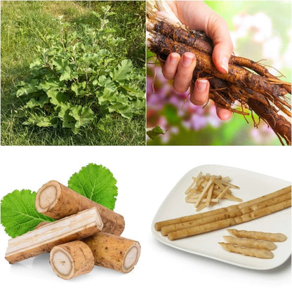 Burdock root vegetable plant with broad green leaves and long brown edible roots growing in rich garden soil.