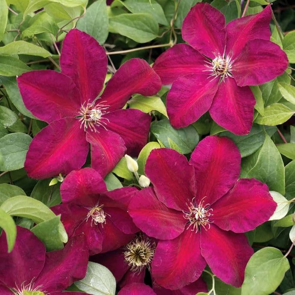 Burgundy Clematis flower seeds