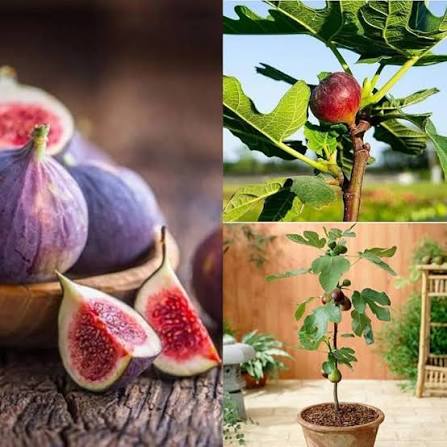 Burgundy Fig Fruit Seeds for Planting – Heirloom Non-GMO Garden Seeds