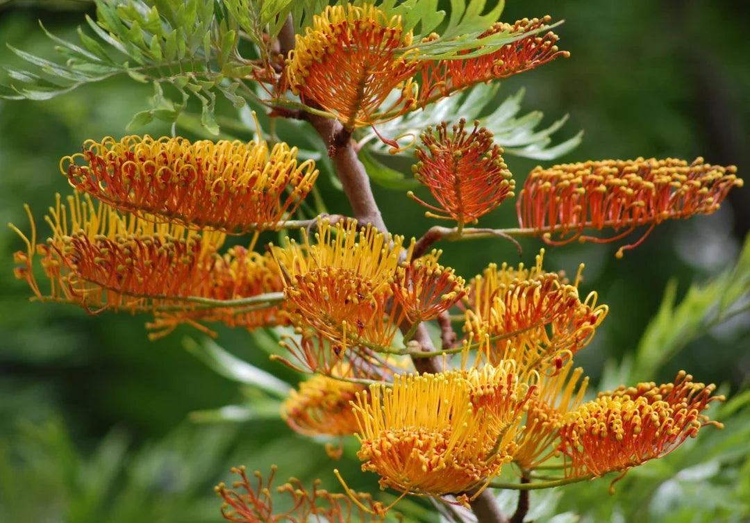 Burgundy Grevillea flower seeds