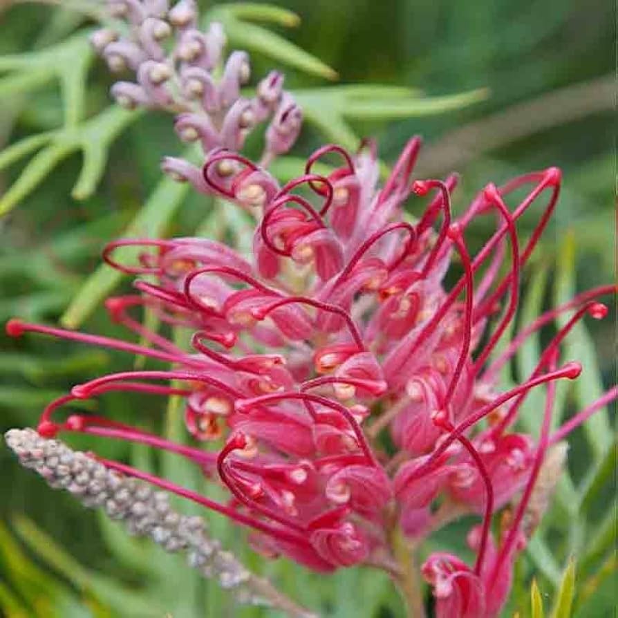 Burgundy Grevillea flower seeds
