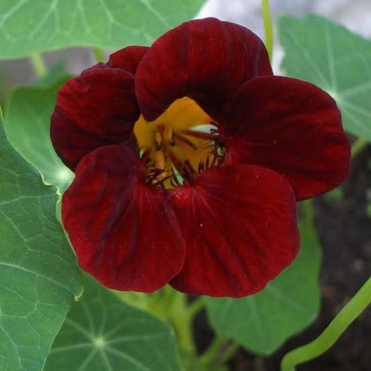 Burgundy Nasturtium Flower Seeds for planting