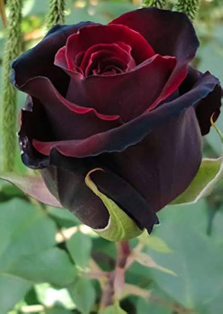 Burgundy Rose flower seeds