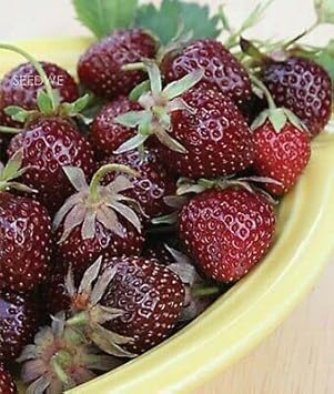 Burgundy Strawberry Fruit Seeds for Planting – Heirloom Non-GMO Garden Seeds