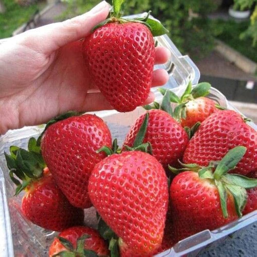 burgundy strawberry seeds