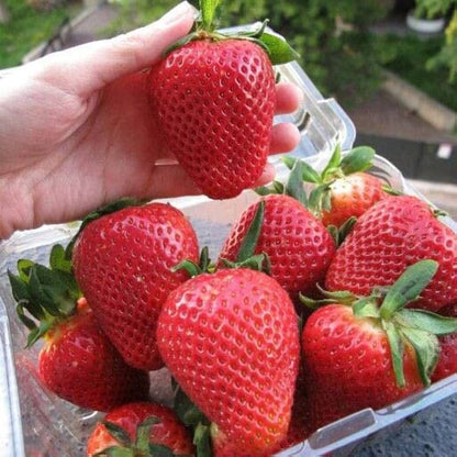 burgundy strawberry seeds