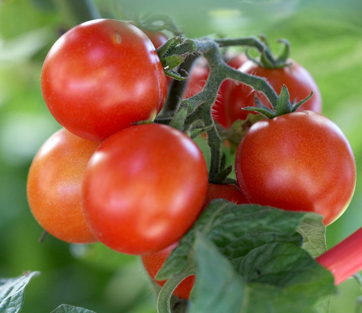 Burgundy Tomato Seeds