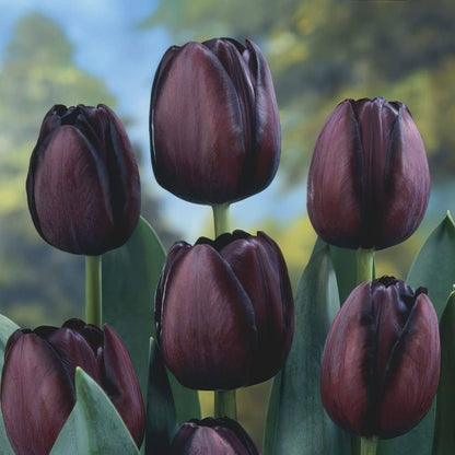 Burgundy Tulip flower seeds