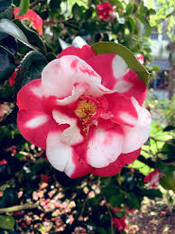 :Burgundy and White Camellia Blooms with Glossy Green Leaves