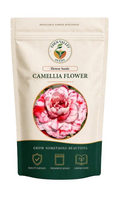 Burgundy White Camellia Flower Seeds for planting