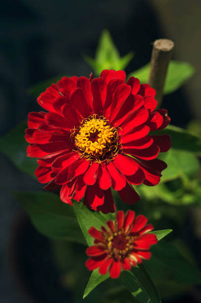 Burgundy Zinnia Elegans Flower Seeds for Planting – Heirloom Garden Seeds