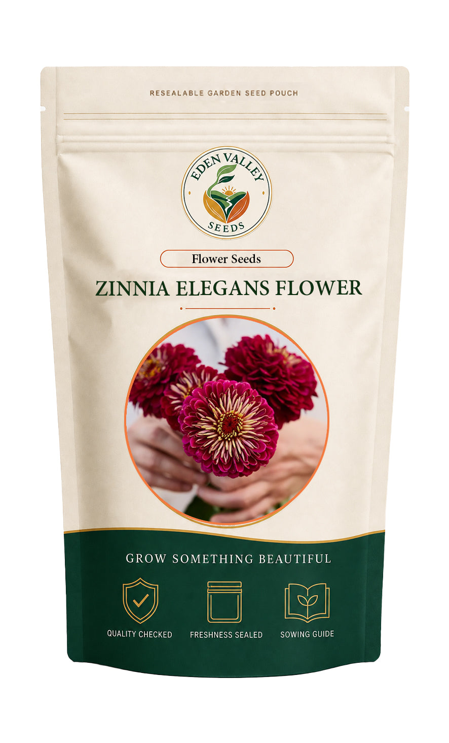Burgundy Zinnia plant with rich burgundy flowers