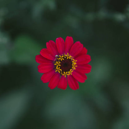 Burgundy Zinnia Elegans Flower Seeds for Planting – Heirloom Garden Seeds