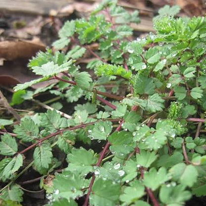 Burnet Herb Growing in Cottage Garden Border