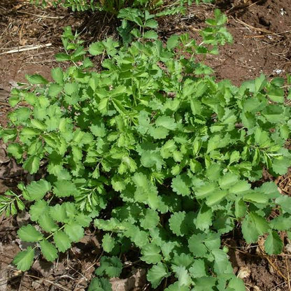 Burnet Herb Growing in Cottage Garden Border