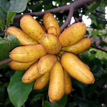 Bush Banana Uvaria chamae tropical shrub with green foliage and distinctive clustered finger-shaped fruits in a warm-climate garden