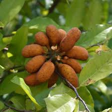 Bush Banana Uvaria chamae tropical shrub with green foliage and distinctive clustered finger-shaped fruits in a warm-climate garden