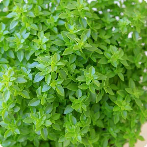 Bush Basil Herb Seeds for Planting – Heirloom Non-GMO Garden Seeds