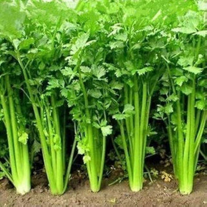 Coriander Herb Seeds for Planting – Heirloom Non-GMO Garden Seeds