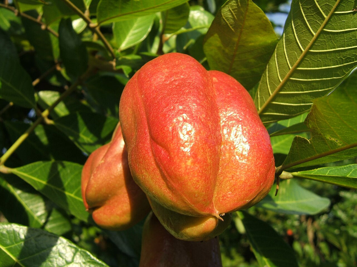 Butter Ackee fruit tree with glossy green foliage and distinctive red fruit pods growing in a tropical garden.