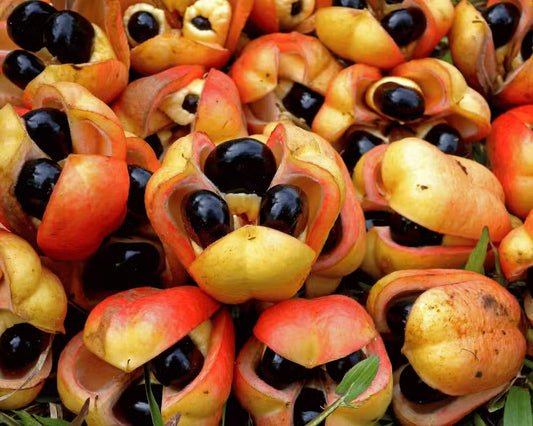 Butter Ackee fruit tree with glossy green foliage and distinctive red fruit pods growing in a tropical garden.