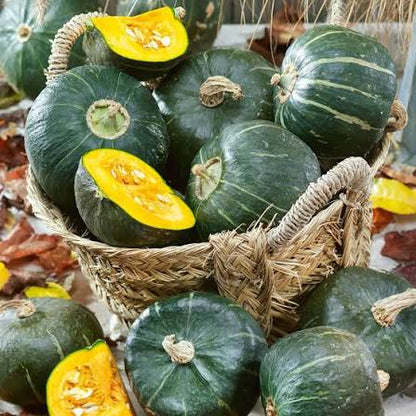 Buttercup Burgess Winter Squash Seeds for Planting