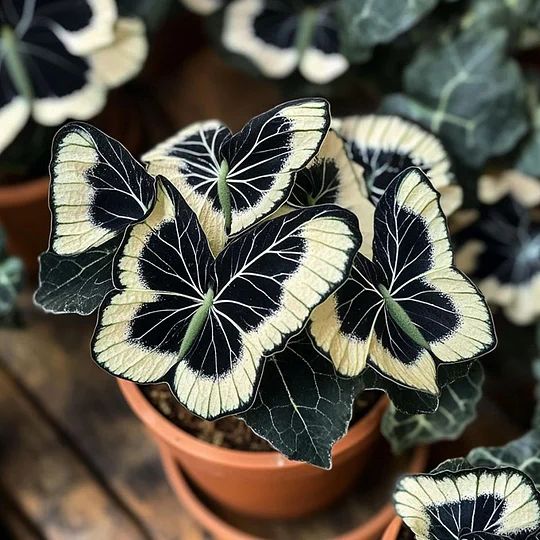 Moonlight Butterfly Begonia ornamental plant featuring contrasting cream and dark foliage, displayed in a pot for indoor gardening and shaded plant collections.