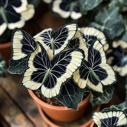 Moonlight Butterfly Begonia ornamental plant featuring contrasting cream and dark foliage, displayed in a pot for indoor gardening and shaded plant collections.