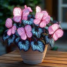 Moonlight Butterfly Begonia ornamental plant with decorative foliage and flowers, presented as a garden seed variety for home growing.