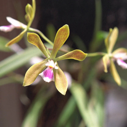 Butterfly Orchid Blooming in Greenhouse Collection