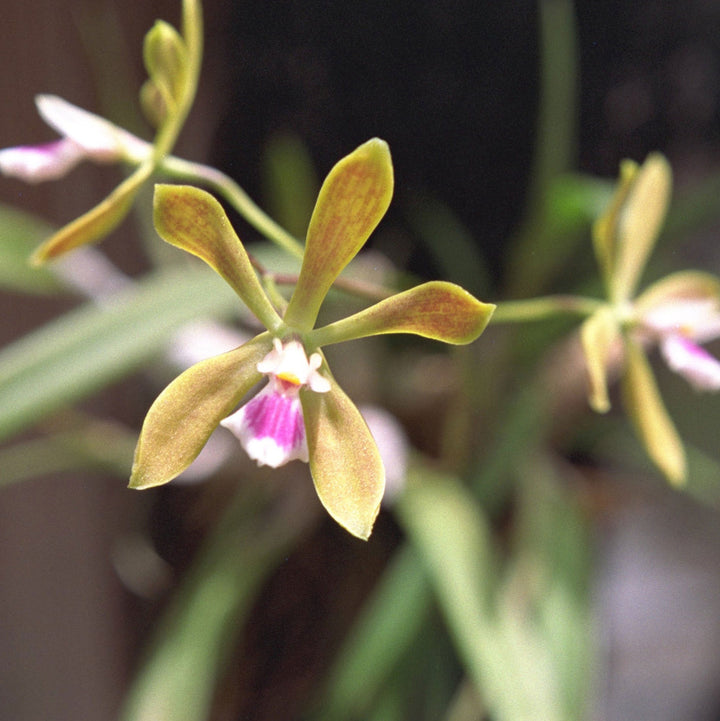 Butterfly Orchid Blooming in Greenhouse Collection