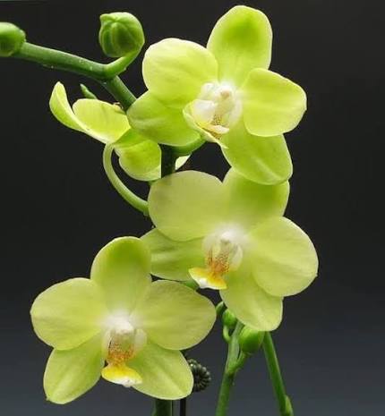 Butterfly Orchid Blooming in Greenhouse Collection