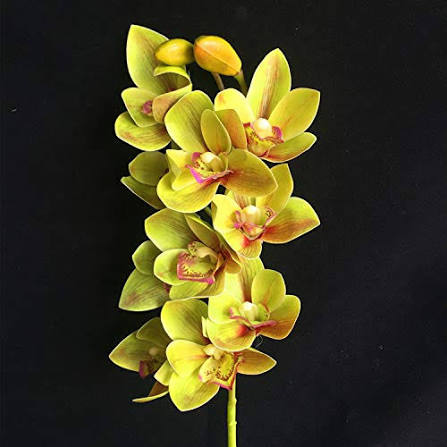 Butterfly Orchid Blooming in Greenhouse Collection