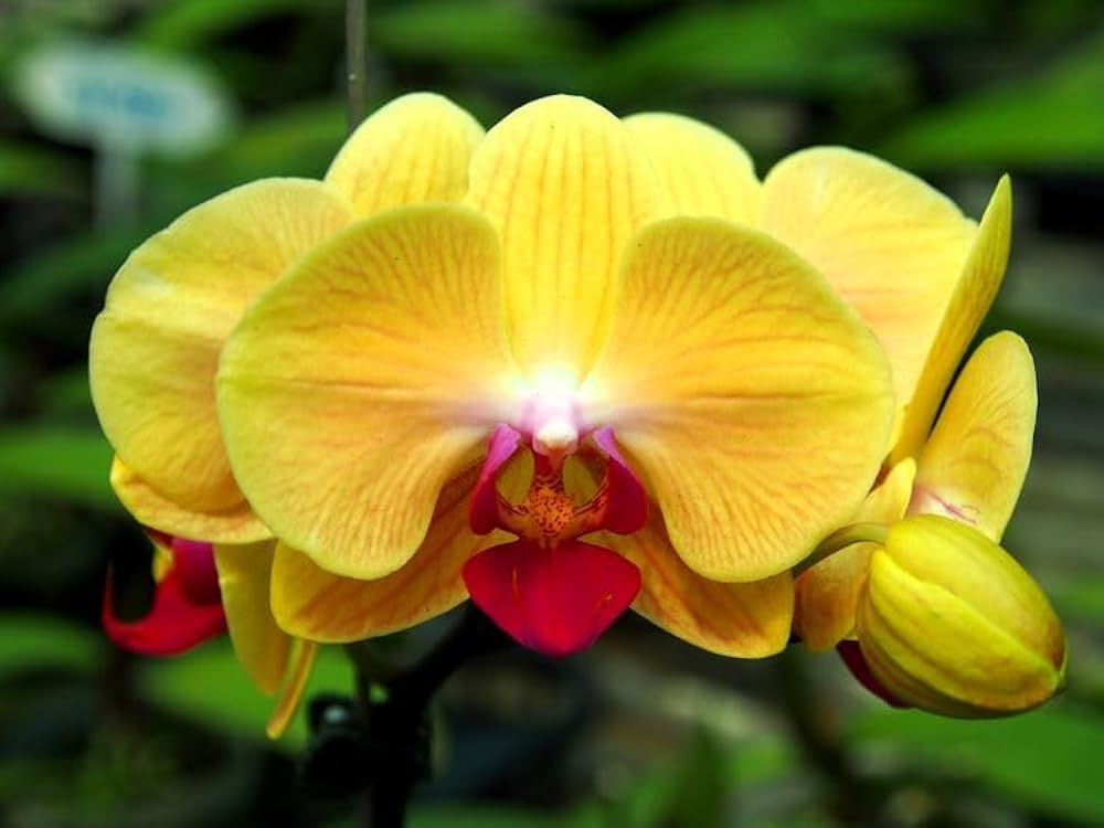 Light Yellow flower seeds