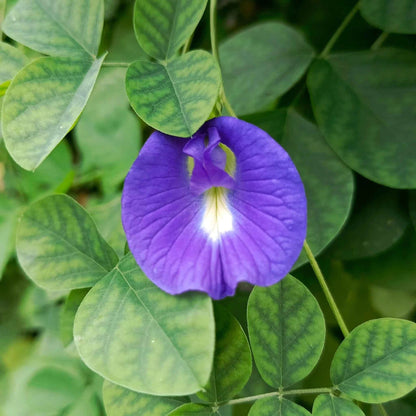 Blue Butterfly Pea plant