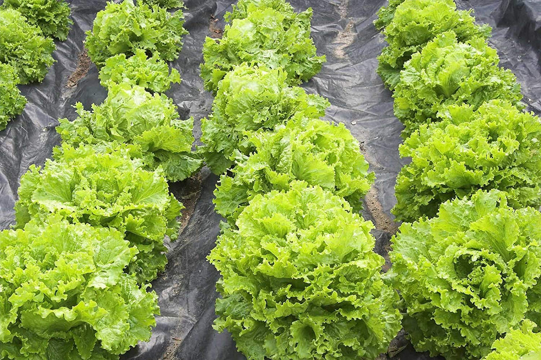 Butterhead Lettuce Seeds