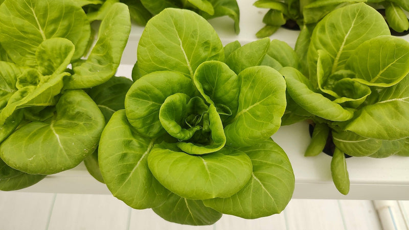 Butterhead Lettuce Seeds for Planting – Heirloom Non-GMO Garden Seeds