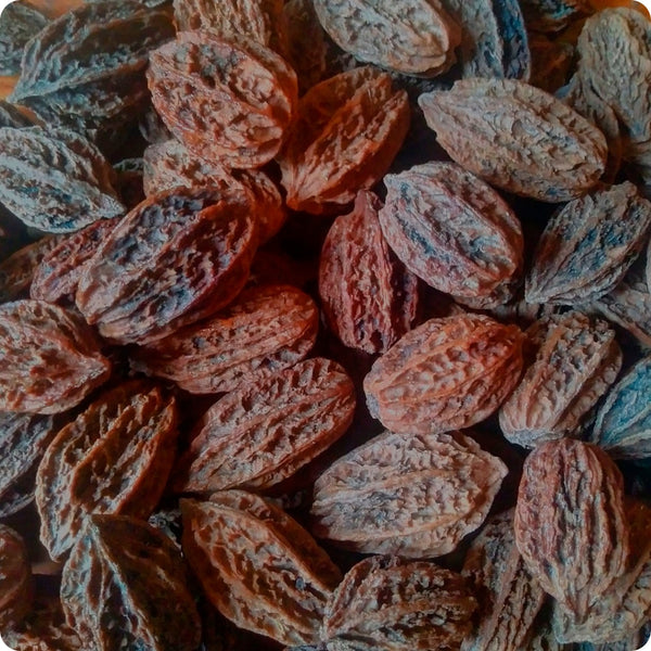 butternut tree seeds