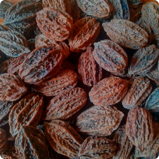 butternut tree seeds