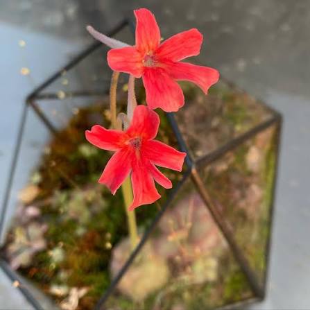 Red Butterwort Growing in Bog Garden Container