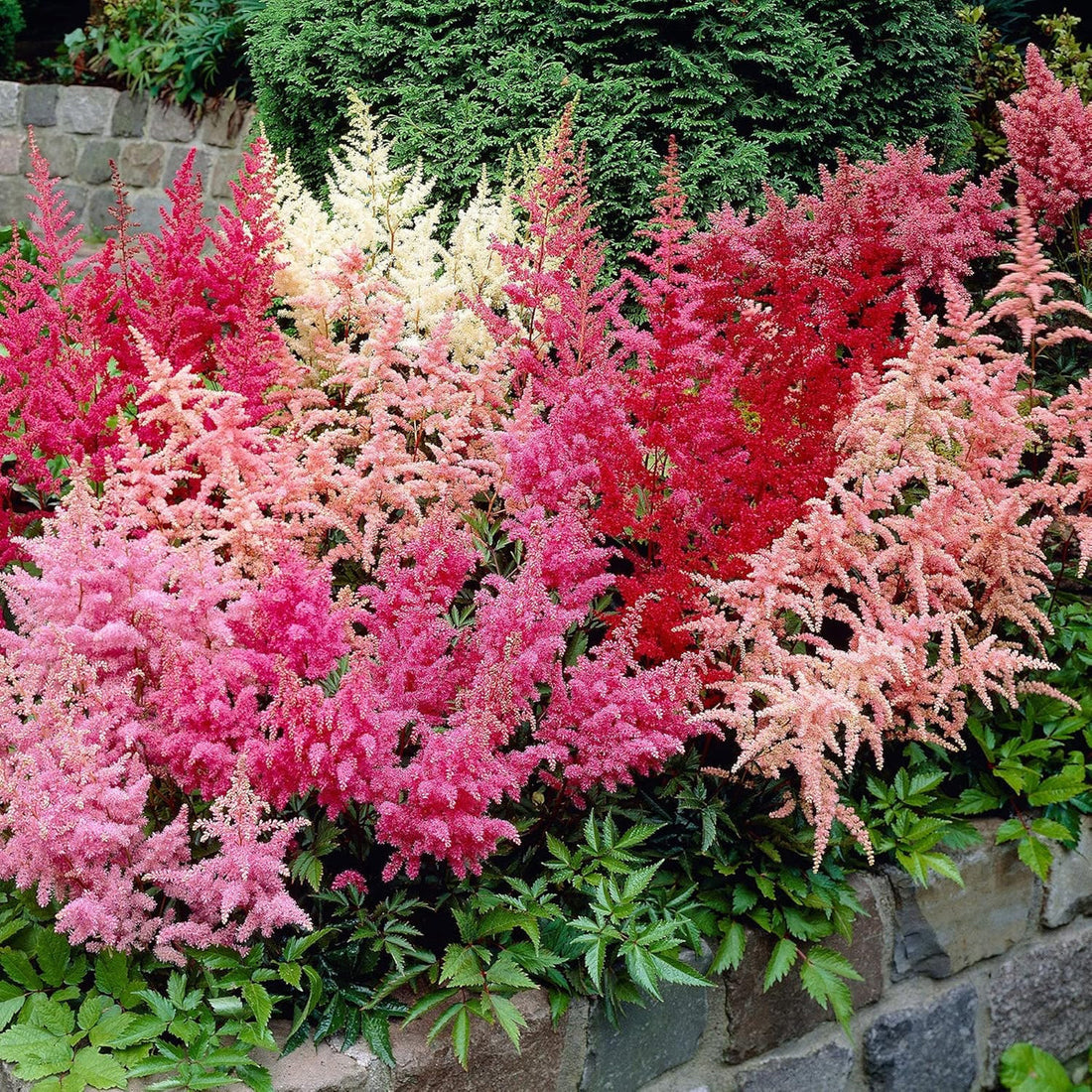 Astilbe flower seeds