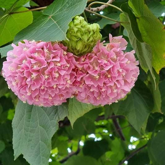 Bourgassiae flower seeds